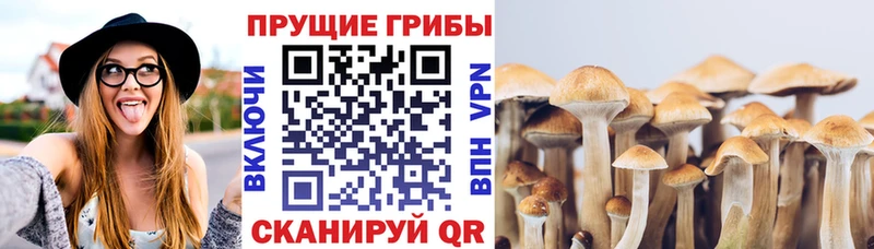 Галлюциногенные грибы Psilocybine cubensis  где купить наркотик  Шарья 